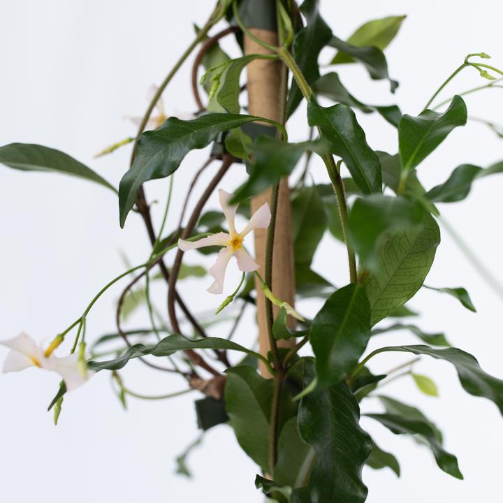 Immagine prodotto Plant in a Box Trachelospermum jasminoides 'Pink Showers' - (110 cm)