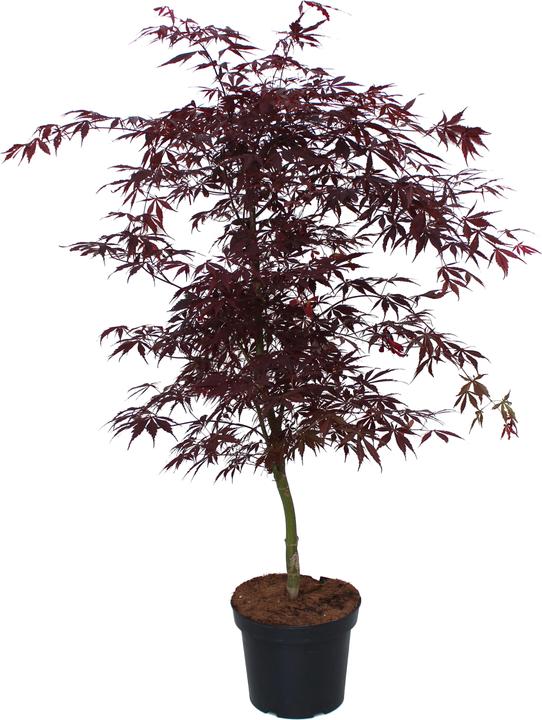 Zulauf Japanischer Fächer-Ahorn / Acer palmatum 'Sumi-nagashi' (70 cm)