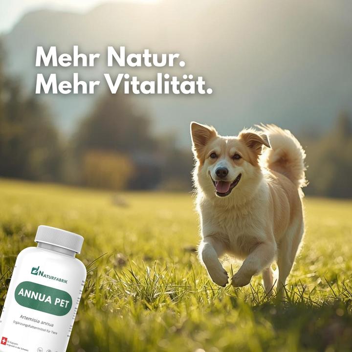 Produktbild Naturfabrik Annua Pet 90 Kapseln