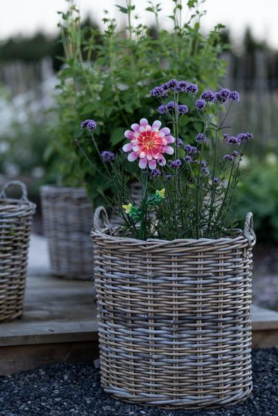 Image du produit Star Trading Chandeliernder Sterny