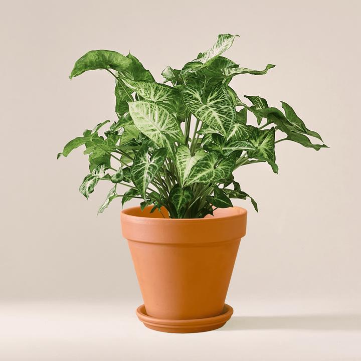 Mary and Plants Syngonium White Butterfly con vaso HAY nero (45 cm)