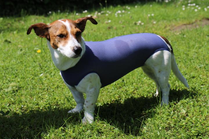 Image du produit Vetmedcare Body Dog Chienne Body Basic