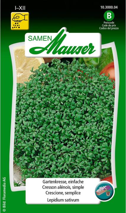 Image du produit Samen Mauser Cresson de jardin, simple (Graines d'herbes aromatiques)
