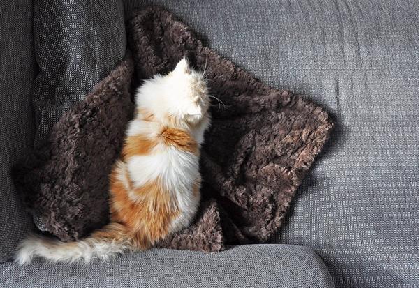 Produktbild Colly Felldecke Soft, 160 cm x 200 cm, grau (Katze, Hund)