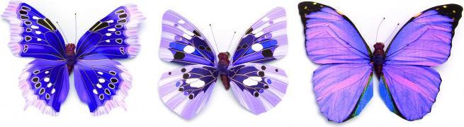 Violet