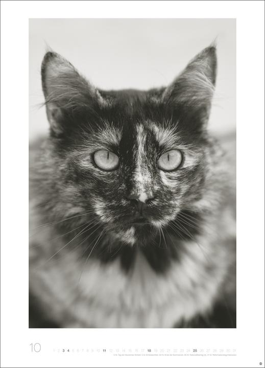 Produktbild Cats Edition Kalender 2026 (49 x 68 cm)