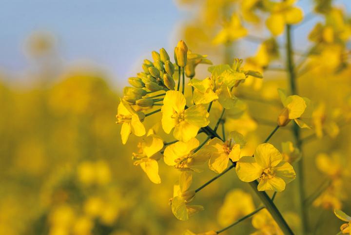 Produktbild Rayher Rapswachslinsen (1 Stk.)