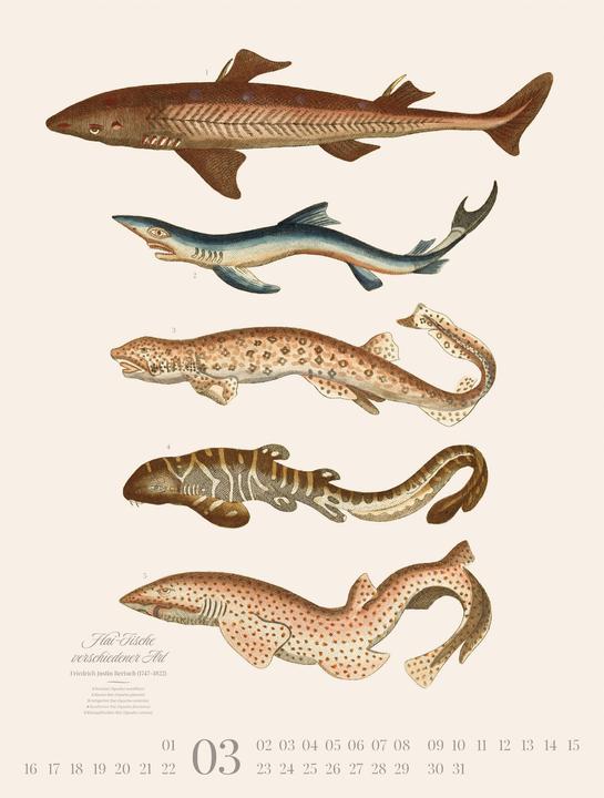 Produktbild Fische Kalender 2026