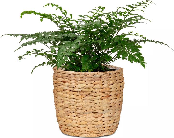 Actual product image Scheurich Water hyacinth 23, wicker planter/basket planter/basket pot made of Water hyacinth Colour: Nature, 2 (23 cm)