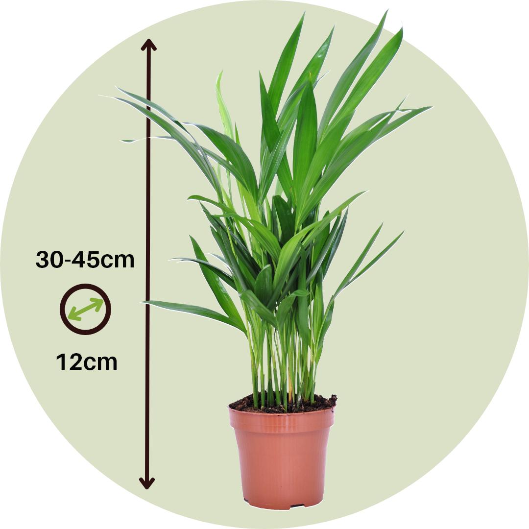 Thumbnail - Plant in a Box, Pflanzen, Dypsis lutescens - Goldfruchtpalme (30 cm)