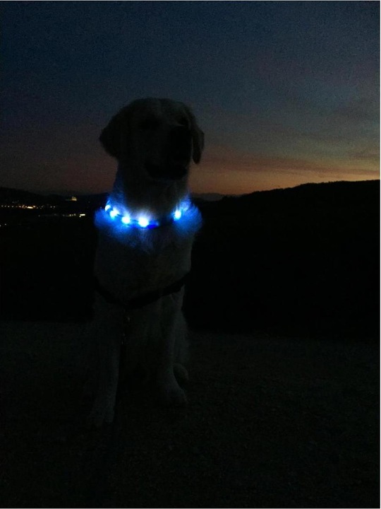 Immagine prodotto Trixie Fascia di luce flash USB (M, L, Cane, Generale)