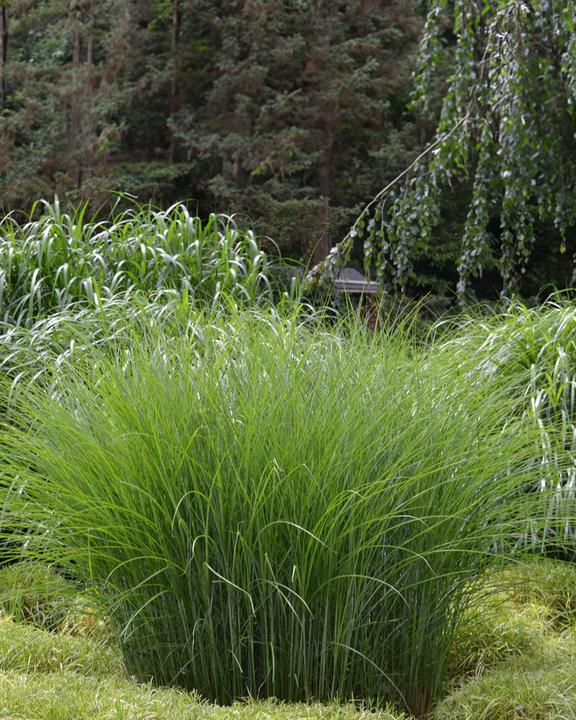 Produktbild feey Miscanthus sinensis 'Strictus'
