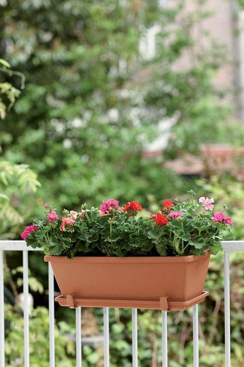 Immagine prodotto Elho Barcellona