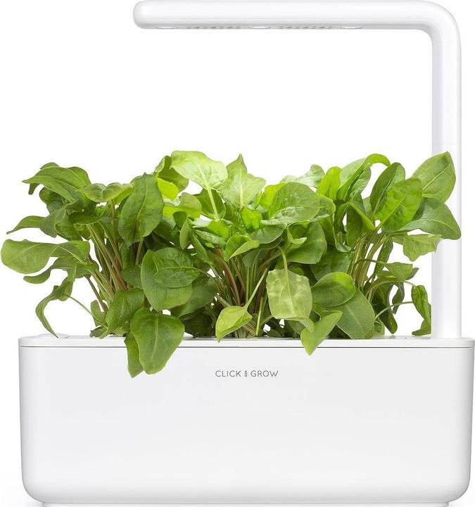 Produktbild Click and Grow Sauerampfer (Kräutersamen)