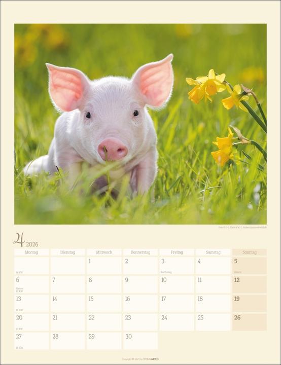 Produktbild Schweinchen Kalender 2026 (30 x 39 cm, Harter Einband, Deutsch)