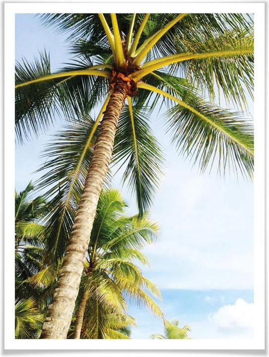 Image du produit Trenddeko Palms 07 (40 x 50 cm)