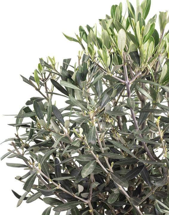 Produktbild Flowerbox Olivenbaum - Olea europaea (110 cm)