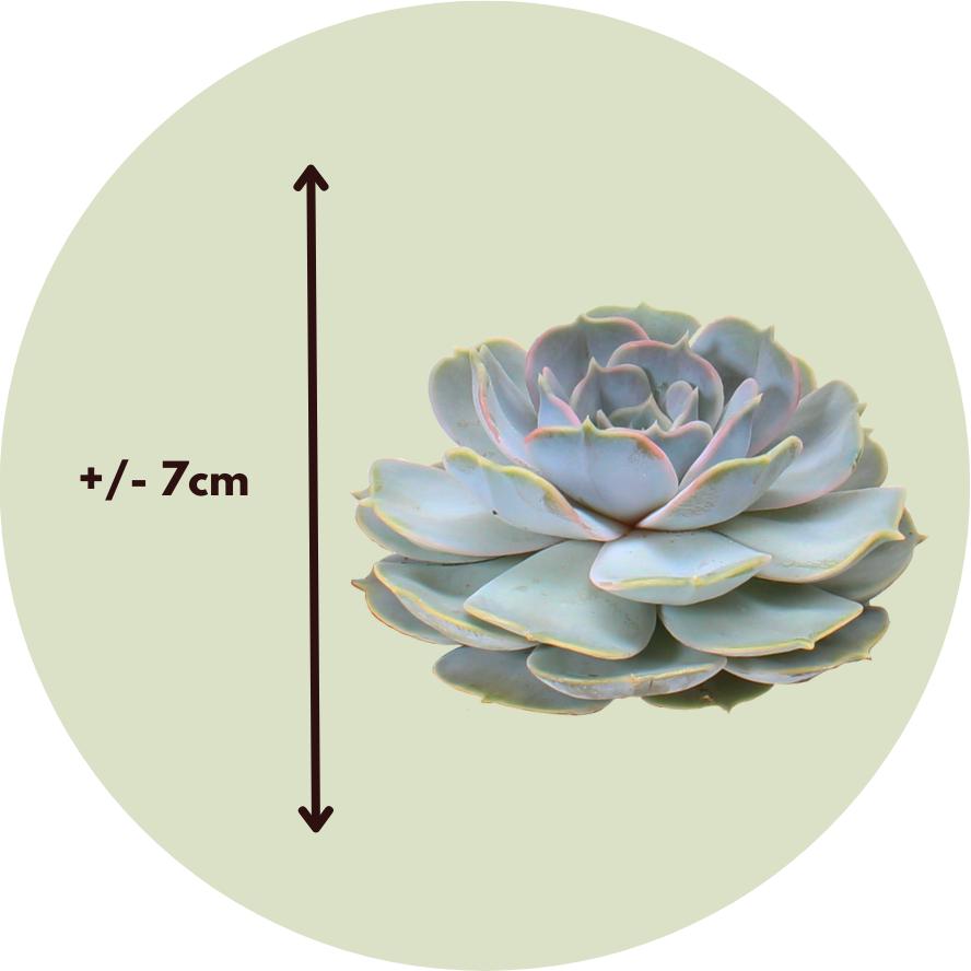 Thumbnail - Plant in a Box, Pflanzen, Echeveria lilacina - 5er Mischung Echeveria DIY (7 cm)