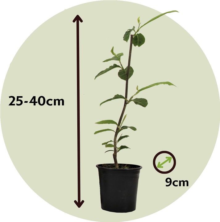 Immagine prodotto Plant in a Box Susan Magnolia - Set di 3 Magnolia (25 cm)