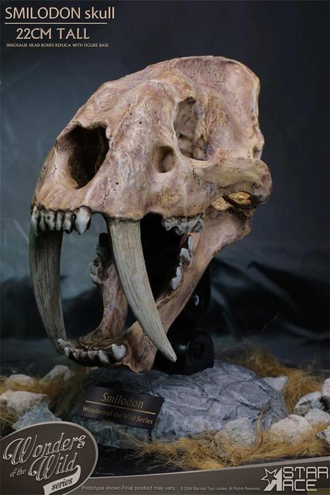 Produktbild Star Ace Toys Wonders of the Wild Series Statue Smilodon Skull Fossil 22 cm