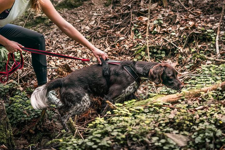 Image du produit Julius-K9 K9 Speed harness, Size : S, red (S, Chien, Sport canin)