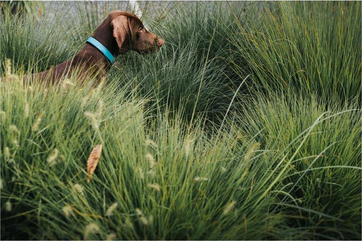 Image du produit Hunter Collier Convenience Comfort Biothane rembourré de néoprène (Taille unique, Chien, Général)