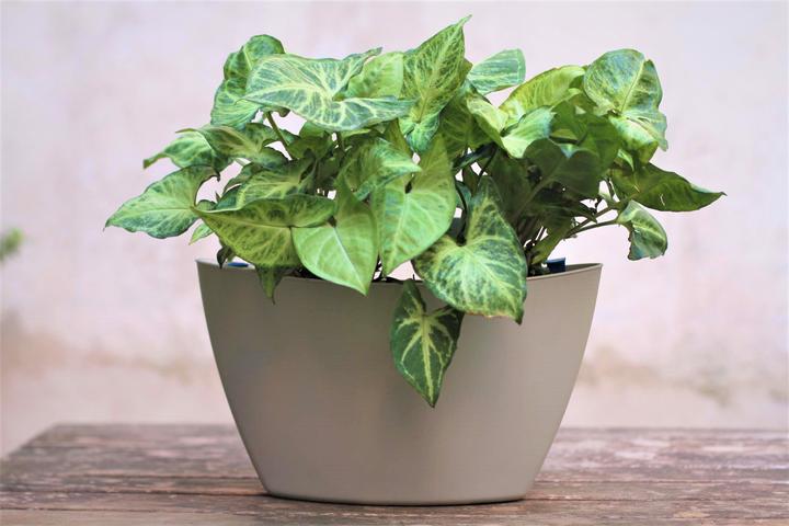 Image du produit CitySens 3 Pack di fioriere da parete  fioriera grigia (9 cm)