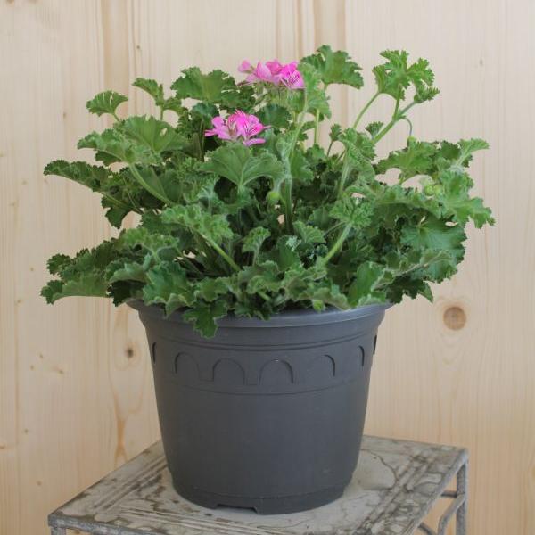 Säntispracht Le géranium odorant aux arômes essentiels - Pelargonium hybrida (60 cm)