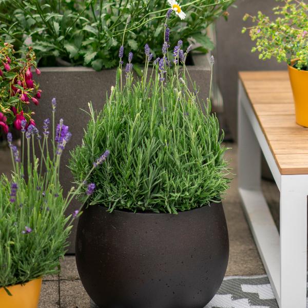 Säntispracht Set of 2, The Mediterranean scent Lavender - Lavandula Blue (40 cm)