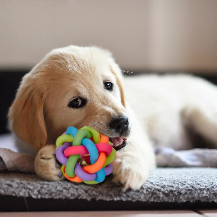 Actual product image Relaxdays 3x dog toy (Ball toy dog)