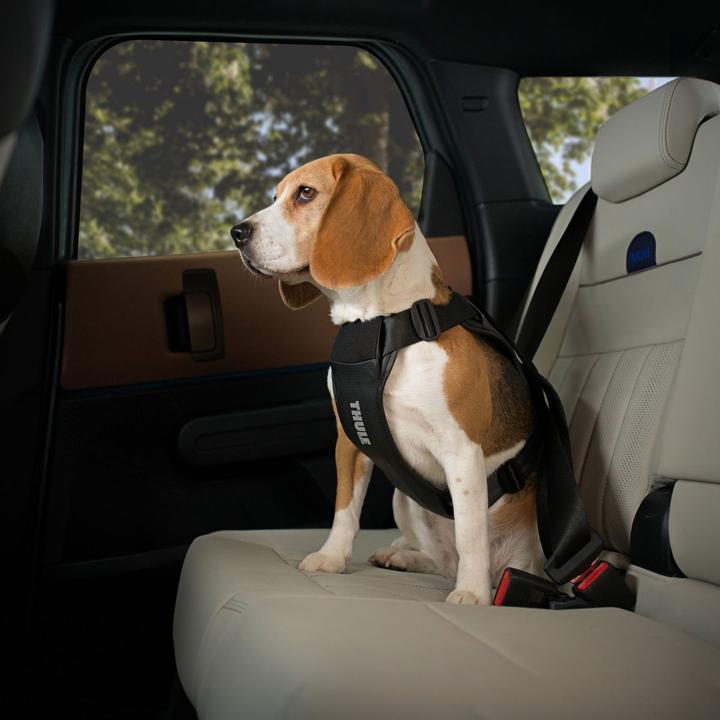 Image du produit Thule Cappy (Chien, Lavable, Respirant)