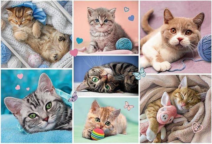 Actual product image Trefl Puzzle Cat World (100 pieces)