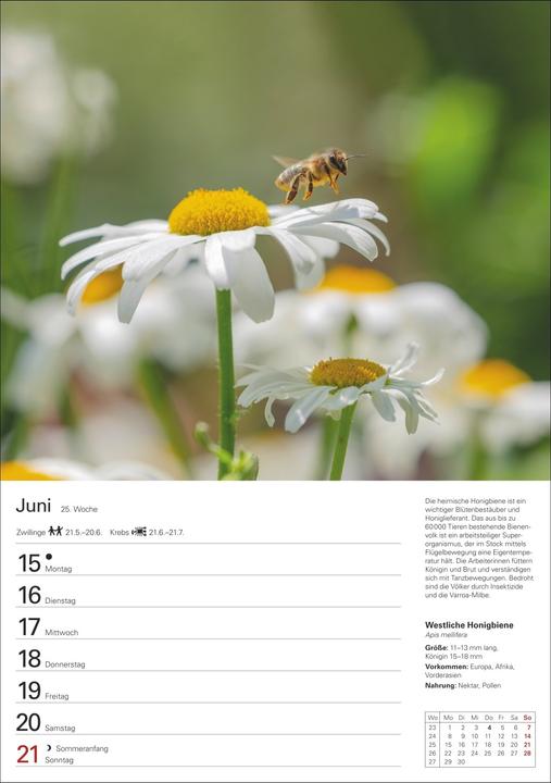 Produktbild Harenberg Heimische Tiere Wochenplaner 2026 - 53 faszinierende Fotografien