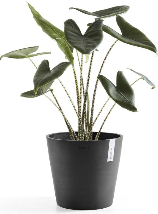 Actual product image Ecopots Amsterdam (30 cm)