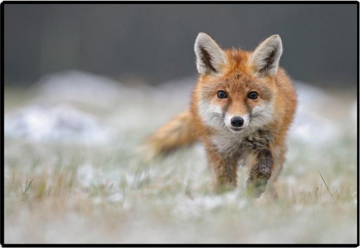 Styro Blocco scrittura PP 50x34 fox (50 x 34 cm)