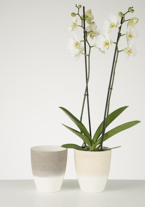 Produktbild Scheurich Orchideengefäss 650 (15 x 15 cm)