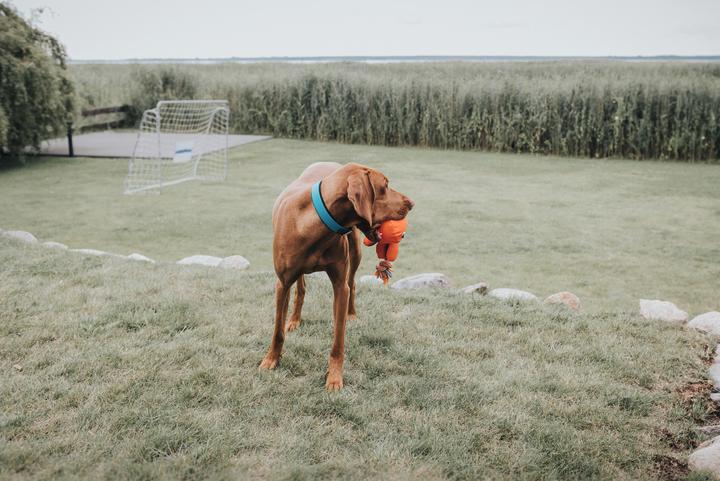 Produktbild Hunter Halsband Convenience Biothane (S, Hund, Allgemein)