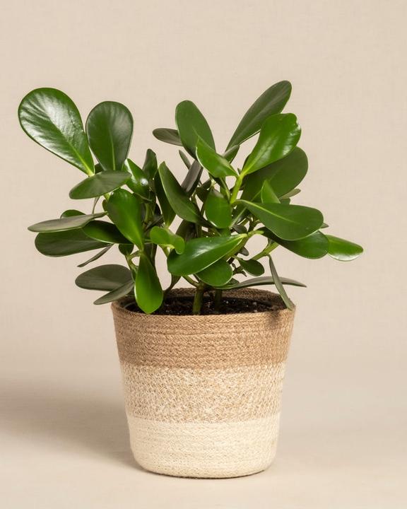 Produktbild feey Clusia rosea 'Princess' (30 cm, Frisch umgetopft)