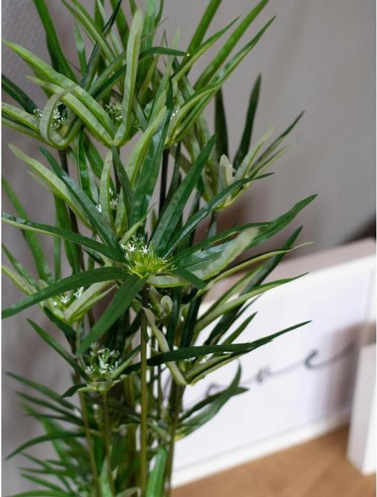 Immagine prodotto Europalms Erba di Cipro (76 cm)