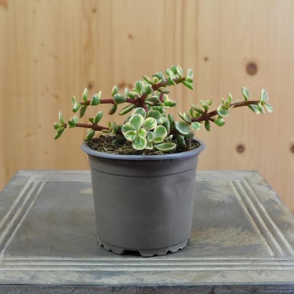 Actual product image Säntispracht The variegated bacon tree - Portulacaria afra Variegata (80 cm)