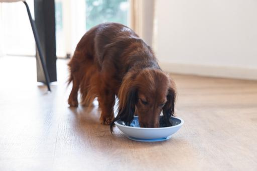 Actual product image Beeztees Leak mat tray