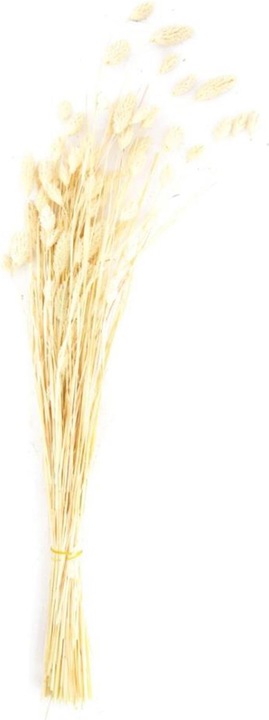 Image du produit Dijk Herbe brillante - Phalaris (Fleurs séchées)