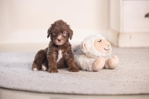 Productafbeelding Beeztees Bowi (Pluche speelgoed hond)