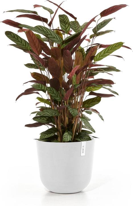 Produktbild Ecopots Oslo (35 cm)