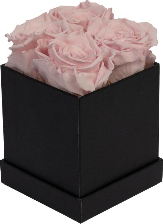 Rosa (schwarze Schachtel)
