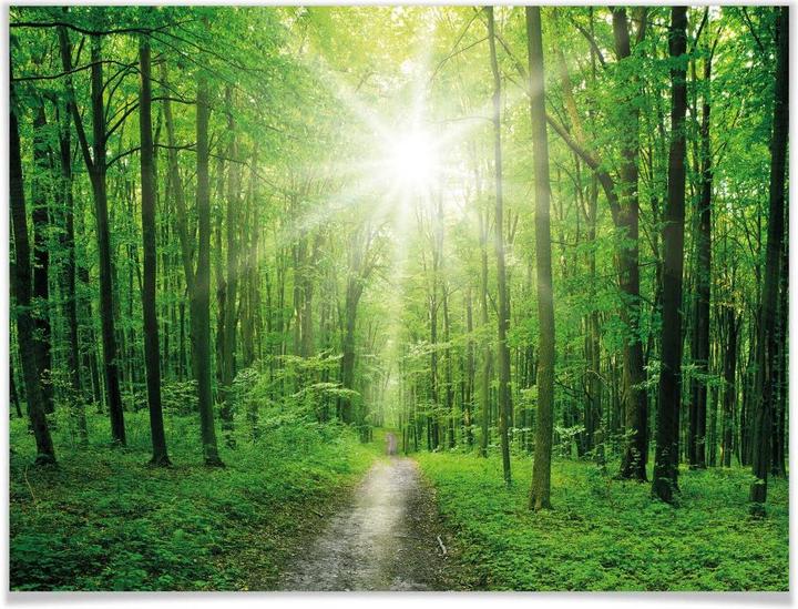 Image du produit Trenddeko Sunny Forest (60 x 50 cm)