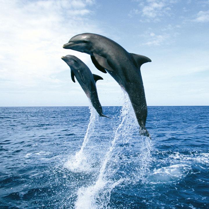 Actual product image Dolphins 2023 (30 x 30 cm)
