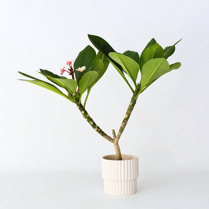 Immagine prodotto Plant in a Box Plumeria Frangipani - Pianta delle Hawaii (55 cm)