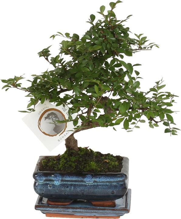 Plant in a Box Zelkova serrata - Bonsaibaume (25 cm)