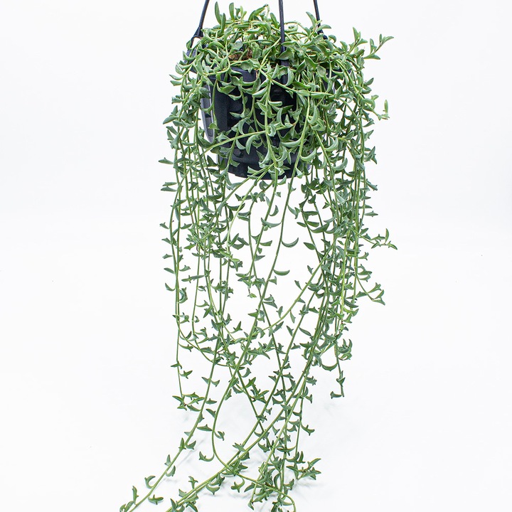 Actual product image Kakteen Gautschi Senecio Dolphin (45 cm)